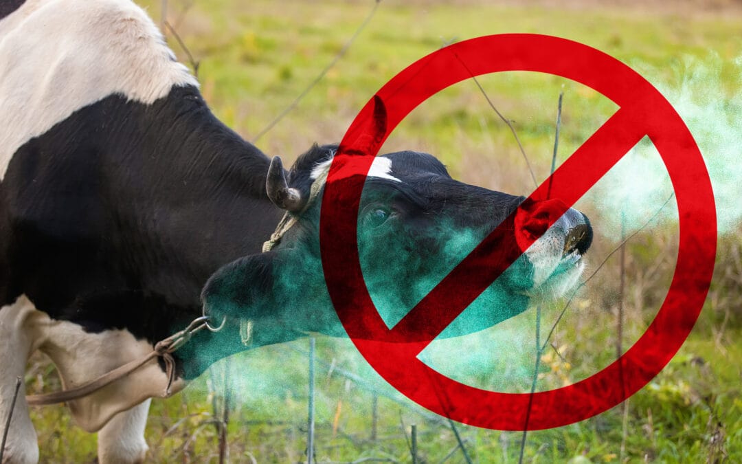 Mangime Bovaer Anti-Belch per il bestiame: Perché è un disastro per il bestiame e per gli esseri umani