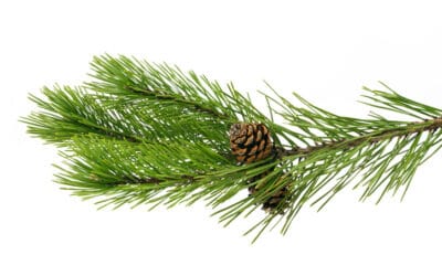 Serdeczne życzenia wspaniałego świątecznego odpoczynku!