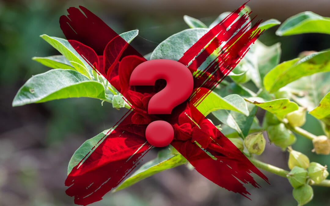 ANH Europa se opone a la propuesta de prohibición holandesa de la ashwagandha