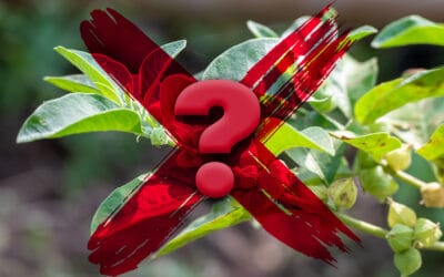 ANH Europe sprzeciwia się proponowanemu holenderskiemu zakazowi stosowania ashwagandhy