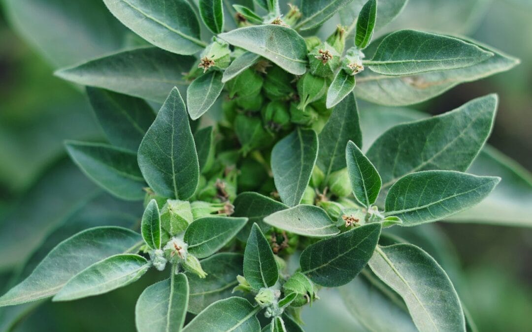 Propuesta de prohibición de la ashwagandha