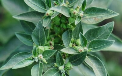 Proponowany zakaz stosowania Ashwagandhy