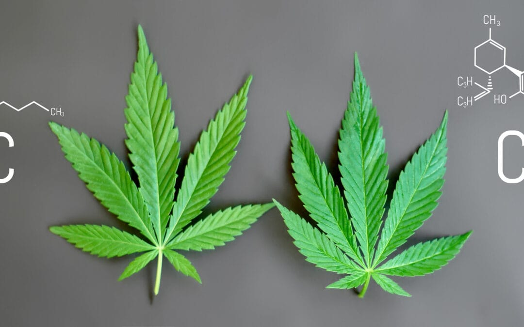 The global CBD siege: Why full-spectrum hemp is being driven off the shelf