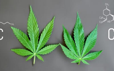 The global CBD siege: Why full-spectrum hemp is being driven off the shelf